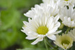 White chrysanthemum flowers macro image, floral background