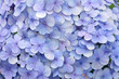 Blue Hydrangea flora background. Hydrangea Viburnum macrocephalum, shallow depth of field and selective focus