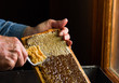 Beekeeping. The beekeeper removes the wax lids from honeycombs before extracting honey.