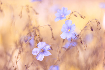 Wall Mural - pale blue flowers on a yellow brown background. the beautiful blurred background with flowers. flax 