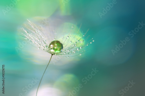 kropla-zielen-na-dandelion-ziarna-zblizeniu-piekny-tlo-turkusu-i-zieleni-cienie