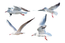 Seagulls Flying Style Isolated On White Background,clipping Path.