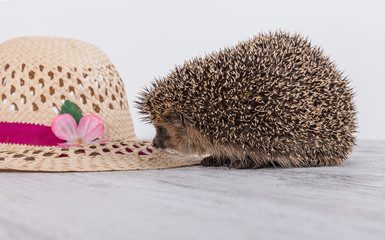 Wall Mural - Hedgehog with the hat