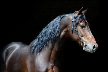 Wall Mural - Portrait of a powerful bay stallion on black background.