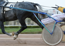 Legs Of A Gray Trotter Horse And Horse Harness In Motion. Harness Horse Racing In Details.