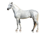 Fototapeta Konie - The gray beautiful horse Orlov trotter breed standing  isolated on white background. side view