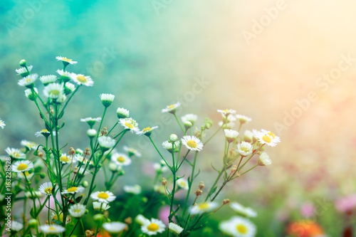 Beautiful Colorful Flower In Pastel Vitage And Retro Style With