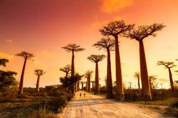 beautiful baobab trees at sunset at the avenue of the baobabs in madagascar