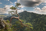 Fototapeta  - The most famous pine in the Pieniny Mountains at the summit of Sokolica.Poland