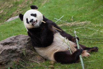 Wall Mural - Giant panda (Ailuropoda melanoleuca).