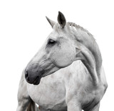 Fototapeta Konie - White horse on white background