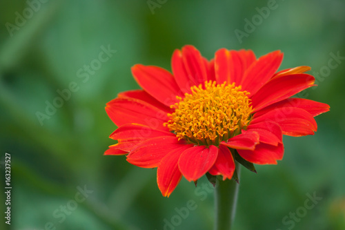 Mexican sunflowers