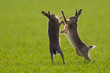 Brown Hares (lepus europaeus) boxing