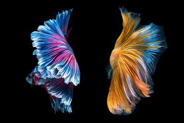 Wall Mural - beauty colorful fish tail of Siamese fighting fish isolated on back background.