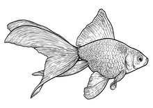 Goldfish Illustration, Drawing, Engraving, Ink, Line Art, Vector