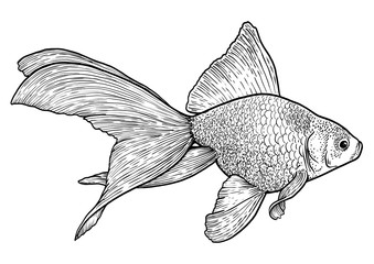 Goldfish illustration, drawing, engraving, ink, line art, vector