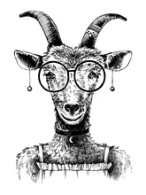 Vintage Goat Free Stock Photo - Public Domain Pictures