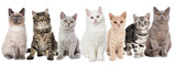 Fototapeta Koty - Verschiedene junge Katzen