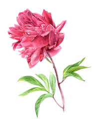 Watercolor pink peony flower in vintage style