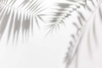 shadows from palm trees on a white wall