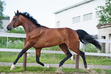 Wall Mural - trotting sportive horse in paddock