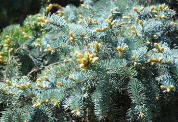 Wall Mural - Blue spruce branches as a textured background. Blue spruce, white spruce, Colorado spruce