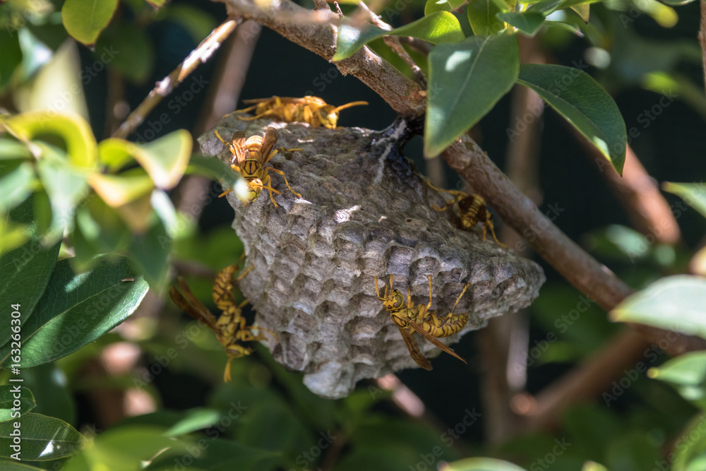 Photo Stock Essaim de guêpes Ile de la Réunion Adobe Stock — free download