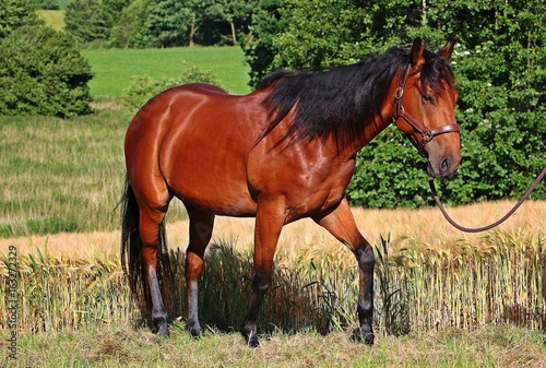 Zdjęcie XXL Portret ćwiartki konia