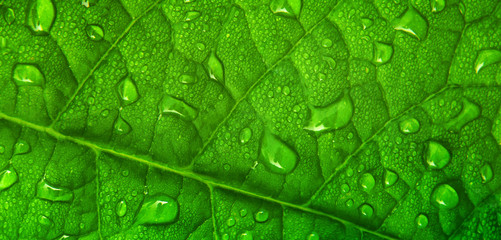 Dew drops on the leaf