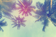 Exotic Summer Tropical Palm Tree Background