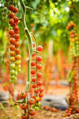 Branches of cherry tomato cherry tomato from the garden