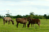Fototapeta Zwierzęta - Fazenda Jauquara MT