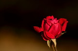 Fototapeta  - Róża (rose)
