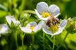 The bee pollinates the flowers of the strawberry