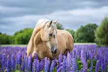 Portait Of A Palomino Horse Among Lupine Flowers.