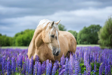 Naklejka na meble Portait of a Palomino horse among lupine flowers.