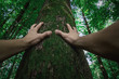 © Paul - Hands on an Tree