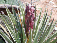 High Desert Yucca Plant Macro