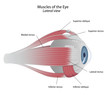 Muscles of the eye