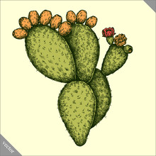 Engrave Isolated Prickly Pear Hand Drawn Graphic Vector Illustration