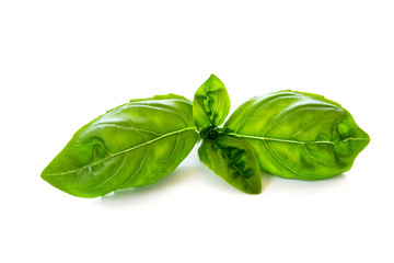 Wall Mural - Basil on white background