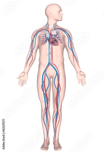 Human heart cut, medical illustration. 9 692 Artery Circulation Wall Murals Canvas Prints Stickers Wallsheaven