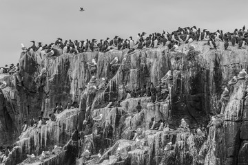 Farne Islands