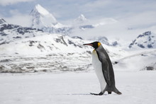 A Lone King Penguin Cross A Snowfield In Front Of The Peaks Of South Georgia Island