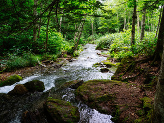  北海道の森