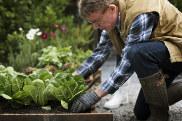 Wall Mural - Senior adult picking vegetable from backyard garden