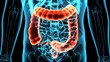 3d illustration of human body colon anatomy