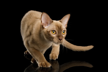 Wall Mural - Playful Chocolate Burmese Cat Crouch and Looking up isolated on black background