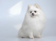 Portrait of white puppy of german spitz