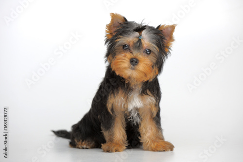 Cuadros en Lienzo Portrait of yorkshire terrier puppy